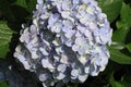 Hydrangea at Hase temple Royalty Free Stock Photo