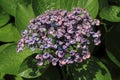 Hydrangea at Hase temple Royalty Free Stock Photo