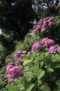 Hydrangea at Hase temple Royalty Free Stock Photo