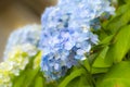 Hydrangea Hortensia Ajisai plant Royalty Free Stock Photo