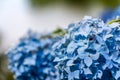 Hydrangea or hortensia blue flower