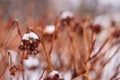 Hydrangea or Hortensia bush with flowers on plant covered by snow in the garden in winter Royalty Free Stock Photo