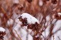 Hydrangea or Hortensia bush with flowers on plant covered by snow in the garden in winter Royalty Free Stock Photo