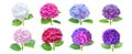 Hydrangea or hortensia eight flowers set isolated on white. Transparent png additional format Royalty Free Stock Photo