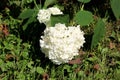 Hydrangea or Hortensia garden shrub with bunch of bright white flowers near ground surrounded with leaves and uncut grass