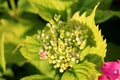 Hydrangea or Hortensia garden shrub with closed flower buds surrounded with jagged light green leaves and open dark pink flowers