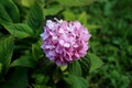 Hydrangea or Hortensia garden shrub with multiple pink flowers and pointy petals Royalty Free Stock Photo