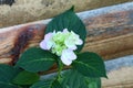 Hydrangea or Hortensia garden shrub with white pink flowers starting to open surrounded with thick dark green leaves on wooden Royalty Free Stock Photo