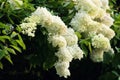 Hydrangea paniculata Limelight