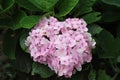 Hydrangea or hortensia plant with blooming pink flowers, Winter flowers with natural green leaf background Royalty Free Stock Photo