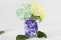 Hydrangea hortensias; Arrangement of beautiful and colorful hydrangeas