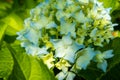 Hydrangea-Hydrangea macrophylla Royalty Free Stock Photo
