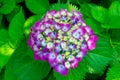 Hydrangea-Hydrangea macrophylla Royalty Free Stock Photo