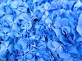 Hydrangea Hydrangea macrophylla or Hortensia. Blue hydrangea flower texture background. Closeup