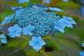 Hydrangea image Royalty Free Stock Photo