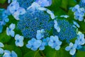 Hydrangea image Royalty Free Stock Photo