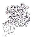 hydrangea inflorescence, black and white drawing, botanical sketch