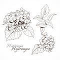 Hydrangea ink image, botanical vector hand drawing Royalty Free Stock Photo