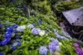 Hydrangea at Japanese Temple in Kamakura Royalty Free Stock Photo