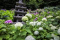 Hydrangea in Japanese Temple in Kamakura Japan Royalty Free Stock Photo