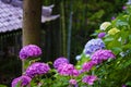 Hydrangea of kamakura,Hase-dera Temple Royalty Free Stock Photo