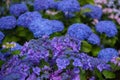 Hydrangea of Kamakura,Hase-dera Temple Royalty Free Stock Photo