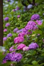 Hydrangea of Kamakura,Hase-dera Temple Royalty Free Stock Photo