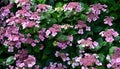 Hydrangea Lacecap Royalty Free Stock Photo