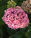 Hydrangea with large beautiful flowers bloomed in parks and flowerbeds in spring