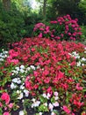 Hydrangea with large beautiful flowers bloomed in parks and flowerbeds in spring