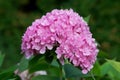 Hydrangea largeÃ¢â¬âleaved, or Hydrangea large-leaved (Latin Hydrangea macrophylla) Royalty Free Stock Photo