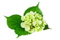 Hydrangea leaf with green white flowers isolated on white Royalty Free Stock Photo
