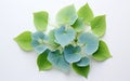 Hydrangea leaf on a white background -Generative Ai