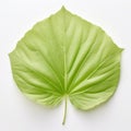 Hydrangea Leaf On White Background - Larme Kei Inspired Photography