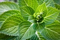 Hydrangea leaves