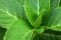 Hydrangea Leaves