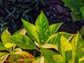 Hydrangea leaves in spring