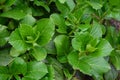 Hydrangea leaves, leaves are thick, shiny and heart-shaped