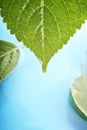 Hydrangea leaves on water