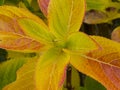 Hydrangea leaves