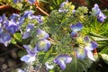 Hydrangea light blue flowerheads Royalty Free Stock Photo