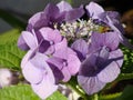 Hydrangea Lila