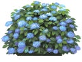 Hydrangea macrophilla-blue Royalty Free Stock Photo