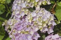 Hydrangea macrophylia endless summer flowers Royalty Free Stock Photo