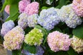 Hydrangea macrophylla - Beautiful bush of hortensia flowers Royalty Free Stock Photo