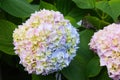 Hydrangea macrophylla - Beautiful bush of hortensia flowers Royalty Free Stock Photo