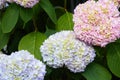 Hydrangea macrophylla - Beautiful bush of hortensia flowers Royalty Free Stock Photo