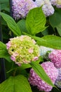 Hydrangea macrophylla - Beautiful bush of hortensia flowers Royalty Free Stock Photo