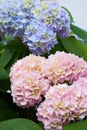 Hydrangea macrophylla - Beautiful bush of hortensia flowers Royalty Free Stock Photo