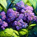 Hydrangea macrophylla - Beautiful bush of hydrangea flowers